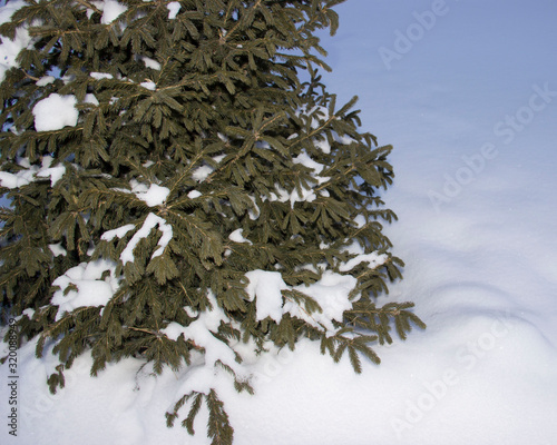 Spruce in the snow
