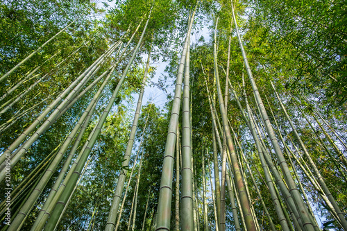 Arashiyama Bamboo Grove or Sagano Bamboo Forest  is a natural forest of bamboo in Arashiyama  landmark and popular for tourists attractions in Kyoto. Japan