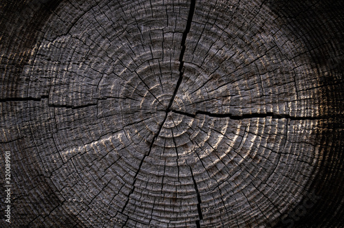 Round saw cut tree with annual rings