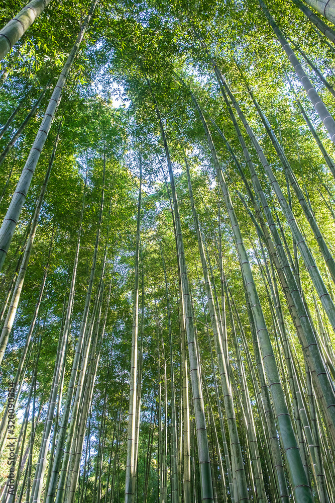 Arashiyama Bamboo Grove or Sagano Bamboo Forest, is a natural forest of bamboo in Arashiyama, landmark and popular for tourists attractions in Kyoto. Japan Arashiyama Bamboo Grove or Sagano Bamboo Forest, is a natural forest of bamboo in Arashiyama, landmark and popular for tourists attractions in Kyoto. Japan