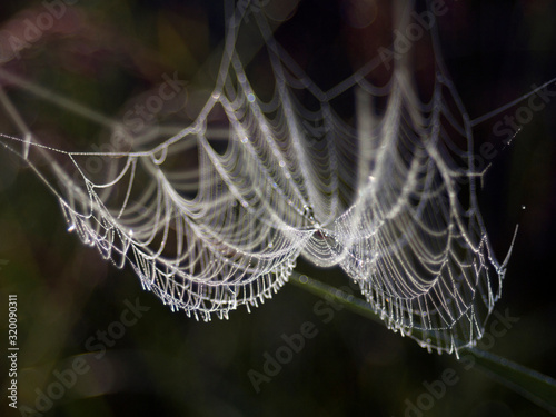 spider web with water drops