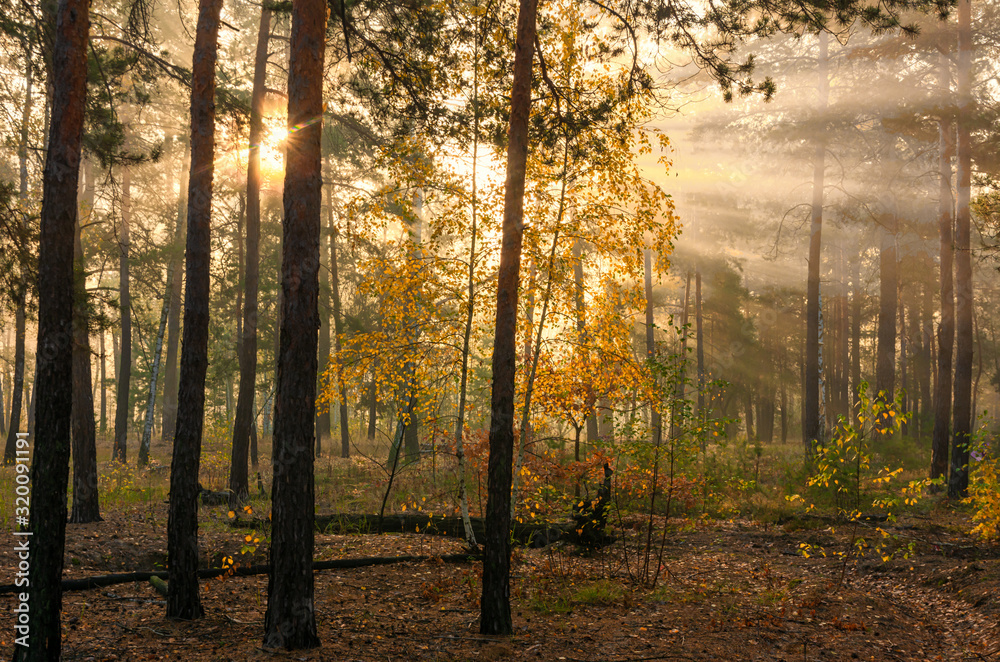 Obraz premium Forest. Good autumn morning. The sun's rays play in the branches of trees. Pleasant walk in the nature.