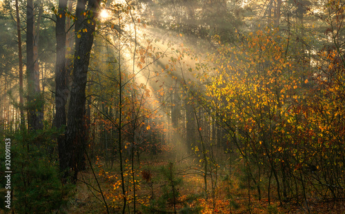 Forest. Good autumn morning. The sun's rays play in the branches of trees. Pleasant walk in the nature. © Mykhailo