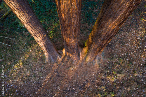 Baumstamm eines Mammutbaumes photo