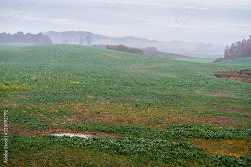 Photos fog, early morning, green rape field, frost on leaves, puddle in the foreground,