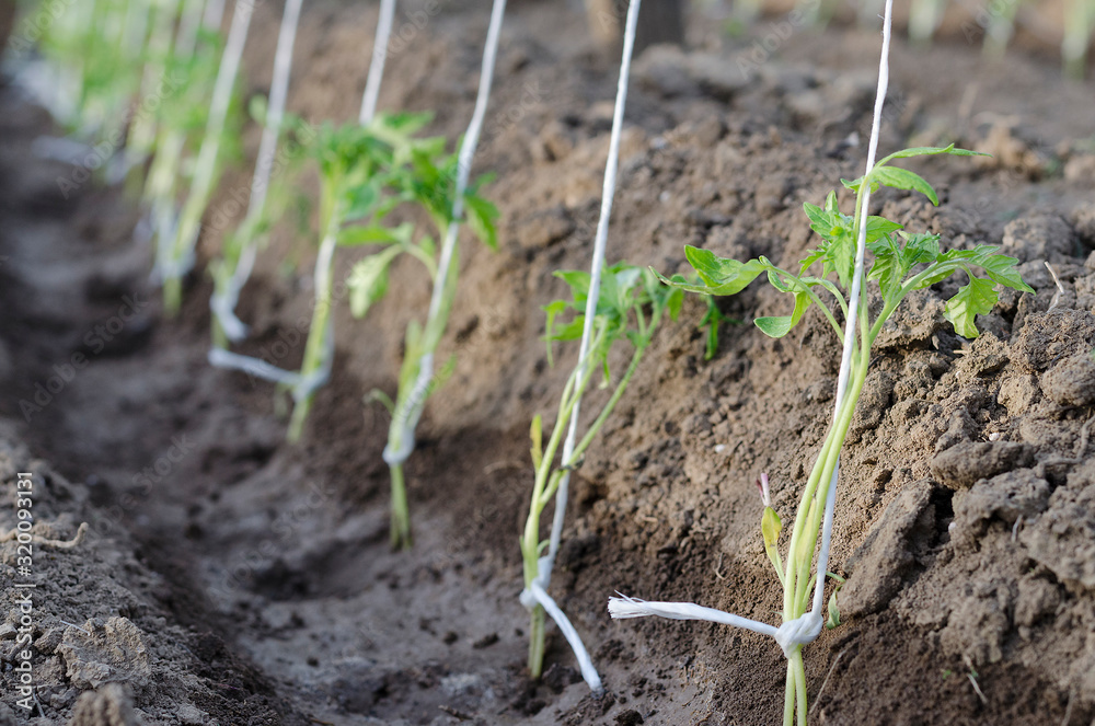 Growing bio vegetables in the northern Bulgaria Growing bio vegetables in the northern Bulgaria