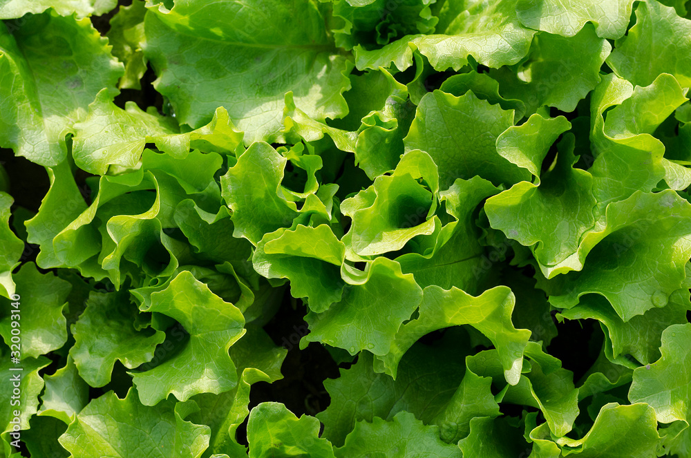 Growing bio lettuce in the northern Bulgaria in the summer Growing bio lettuce in the northern Bulgaria in the summer