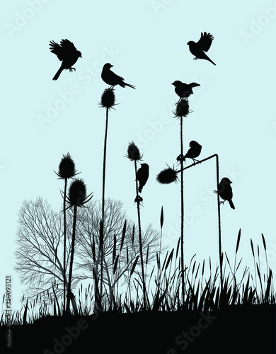 art, background, birdie, birds, clip, curve, graphic, illustration, lines, plant, outdoor, poplar, tree, outdoor, park, natur, scenic, thistle, thorn, vector, vintage, weed, wild