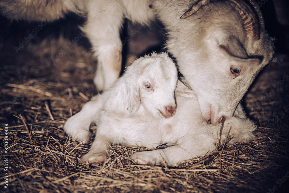 Newborn goat with his mother Newborn goat with his mother