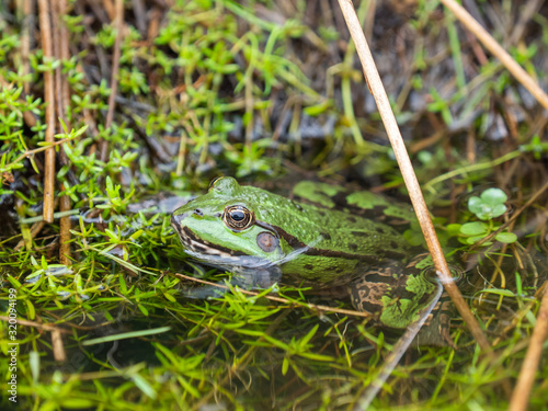 Marsh frog ( Pelophylax ridibundus )  in water