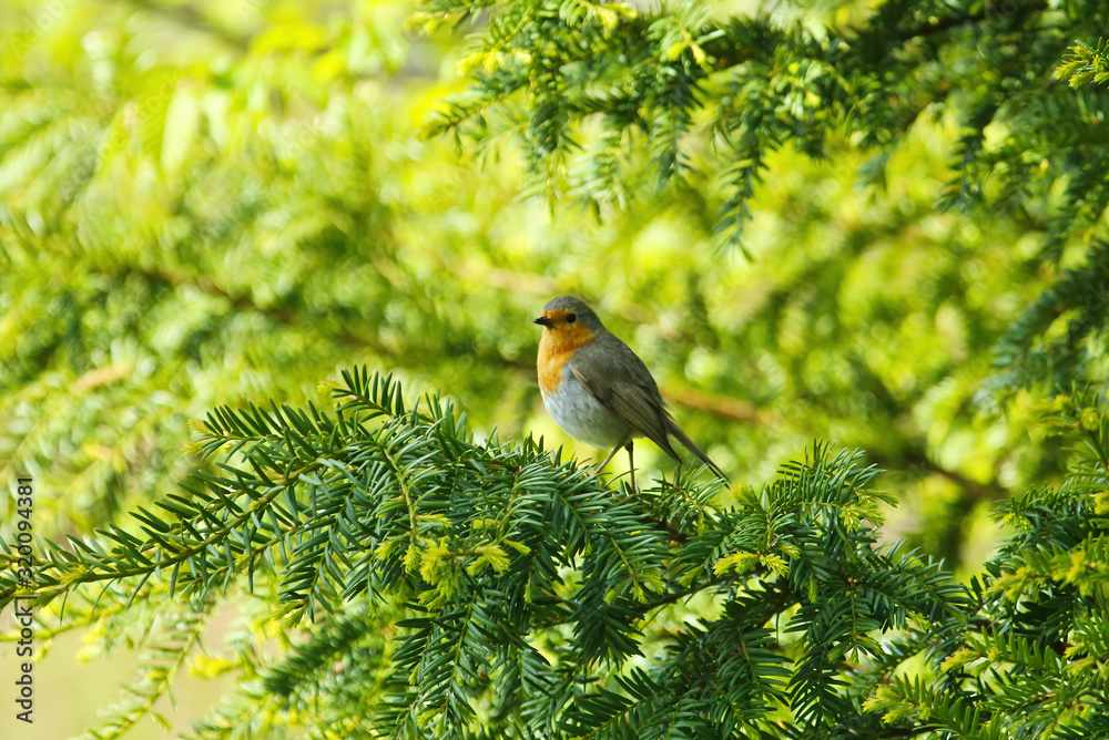 Ein Rotkehlchen sitzt im Sommer auf den grünen Zweigen eines Busches, Erithacus rubecula
