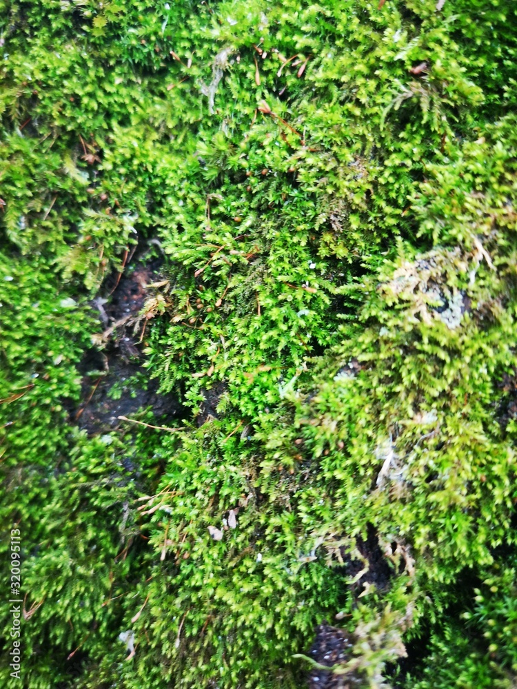 Green moss on tree Green moss on tree