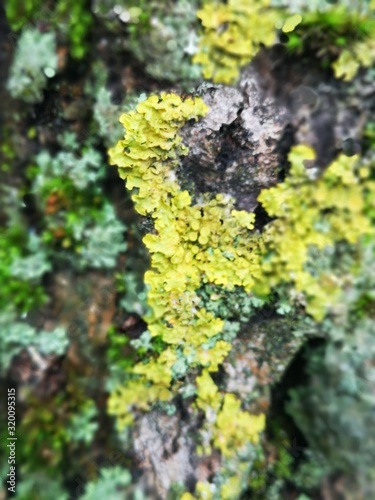 Color moss on a tree