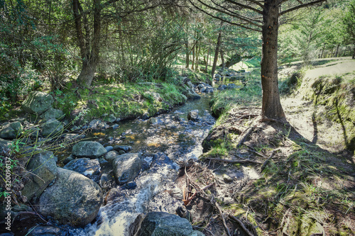 stream in the forest © osvaldo