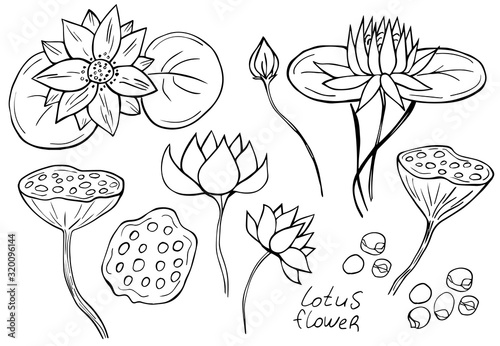 Set of lotus flowers isolated on white background. Vector illustration. Floral design element.