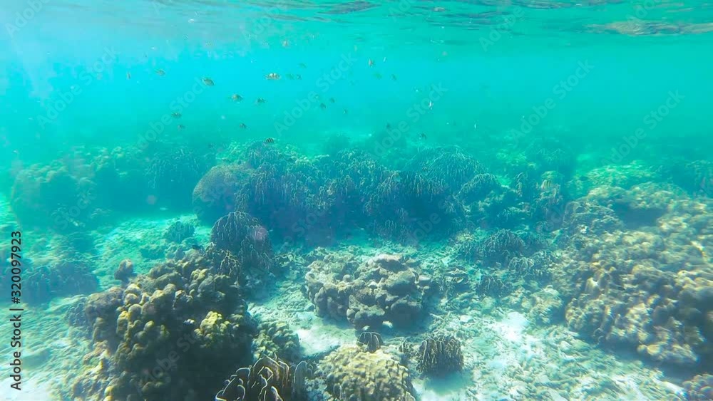 The underwater world in the Andaman Sea in Thailand, snorkeling underwater, many coral reefs and fish, starfish at the bottom of the sea. The underwater world in the Andaman Sea in Thailand, snorkeling underwater, many coral reefs and fish, starfish at the bottom of the sea.