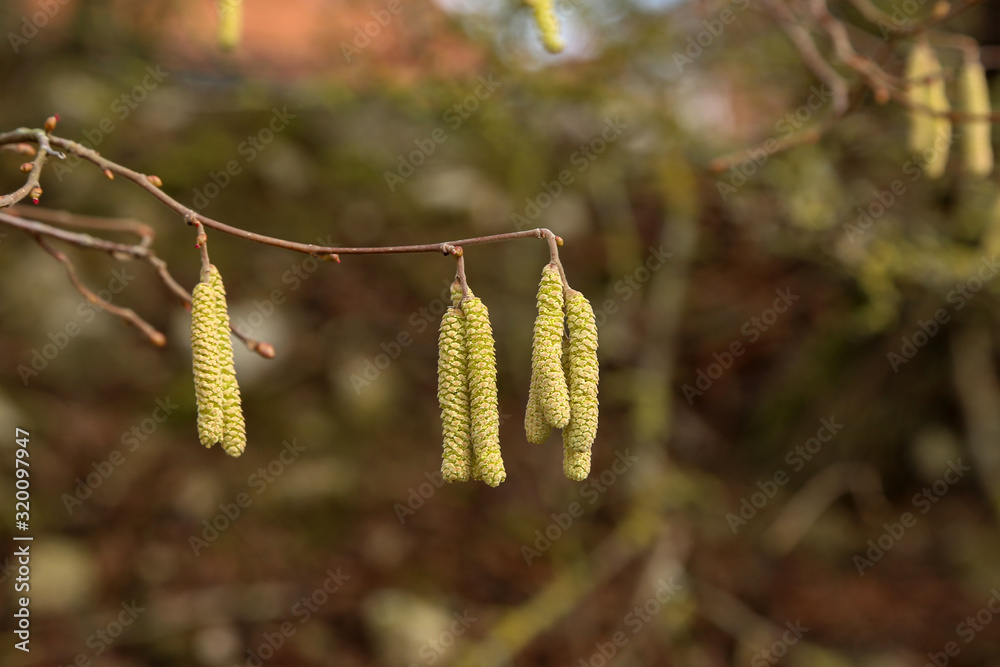 Obraz premium Yellow flowering earrings of an alder tree in early spring