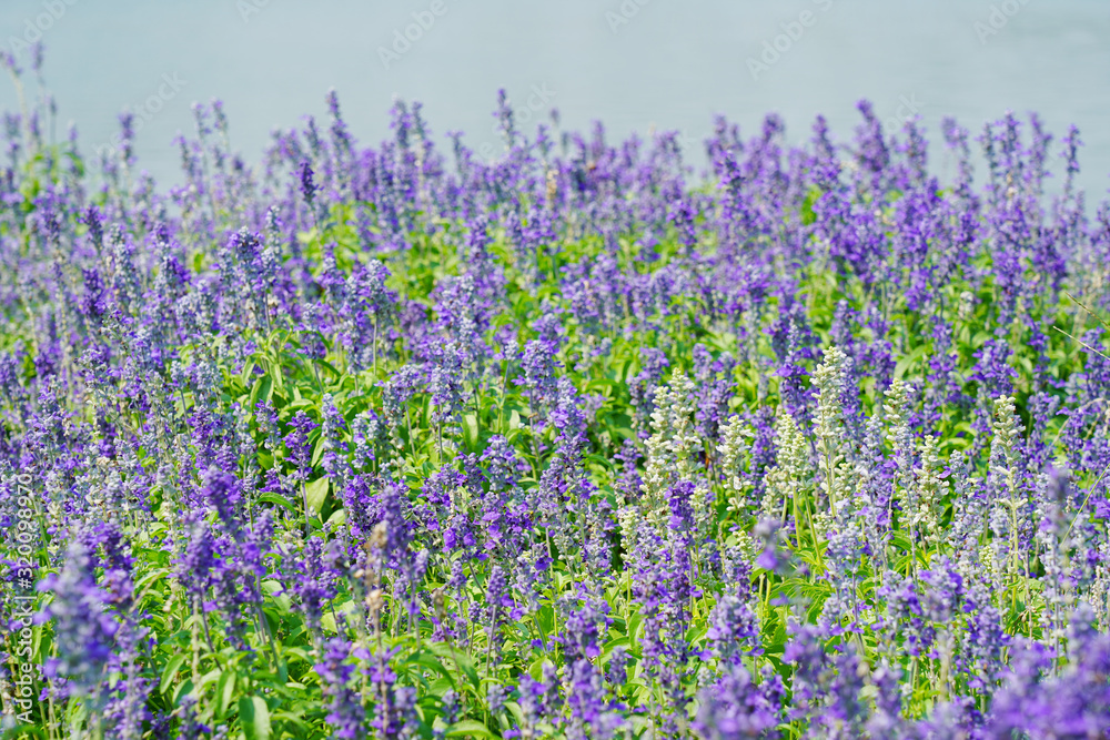 Naklejka premium Blue salvia flower small violet flower.