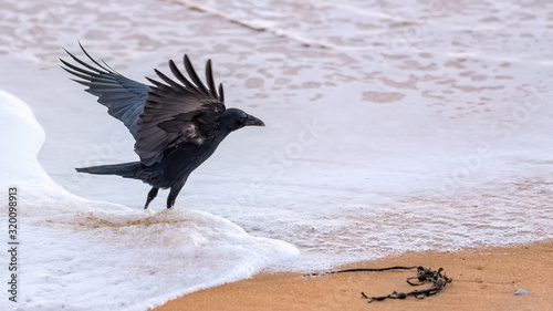 Carrion crow wading through shallow surf on the shores of a sandy beach with his wings outstretched © HighlandBrochs.com