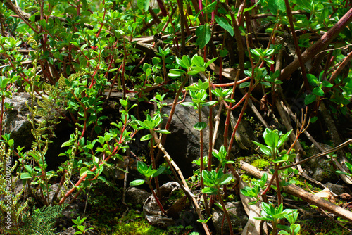 Green foliage in Huascarán National Park