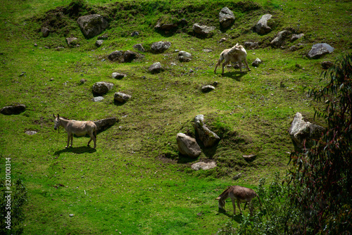 Green aerial landscape with horses grazing in Huascarán National Park