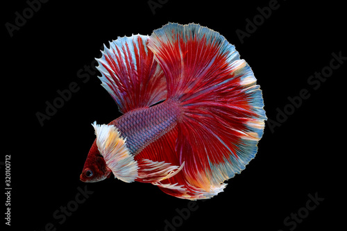 Red and pink color Siamese fighting betta fish with different movement on black background.