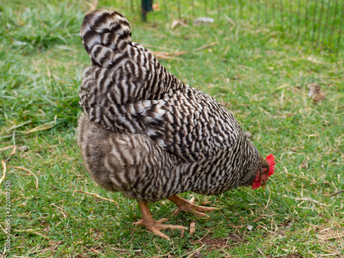 A Plymouth Rock Chicken hen foraging for food in green grass