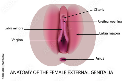 Female external genitalia. Anatomical structure of the vulva, vagina, clitoris. Infographics. Vector illustration on isolated background.