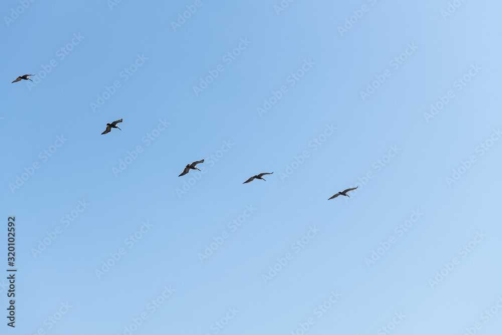 Brown Pelican flight in straight line formation, view from below over blue sky.