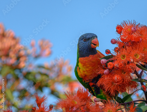 A beautiful Rainbow Lorikeet in a Flowering Gum