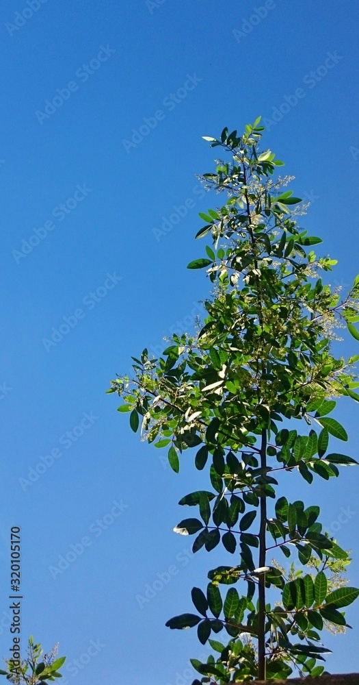 Obraz premium vert sur fond bleu