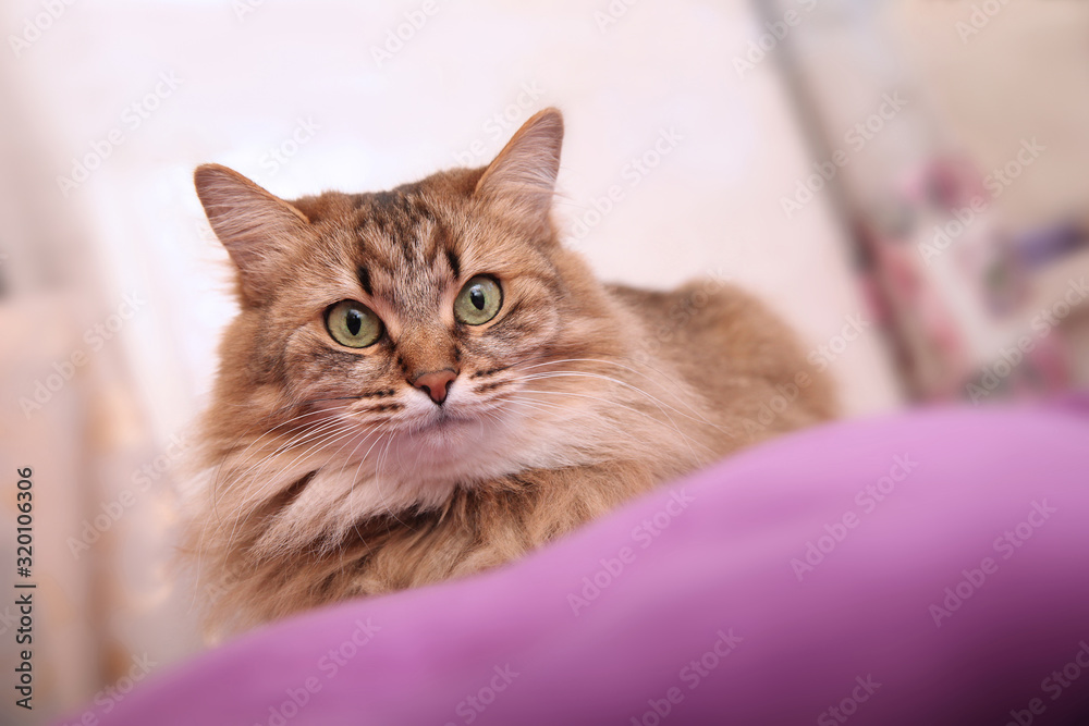 Home beautiful cat on a purple cushion, color tricolor with green eyes