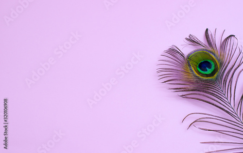 peacock feather on a pale pink background