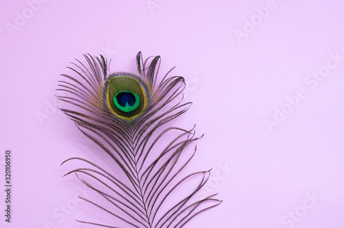 peacock feather on a pale pink background