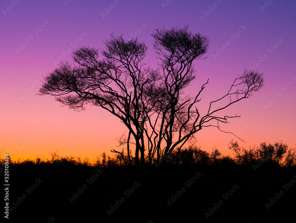 Silhouette of juneberry, Amelancier lamarckii, tree against sky at dusk, Netherlands