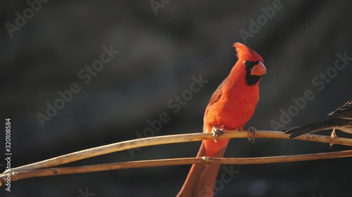 Northern Cardinal Lands on a Branch in Slow Motion