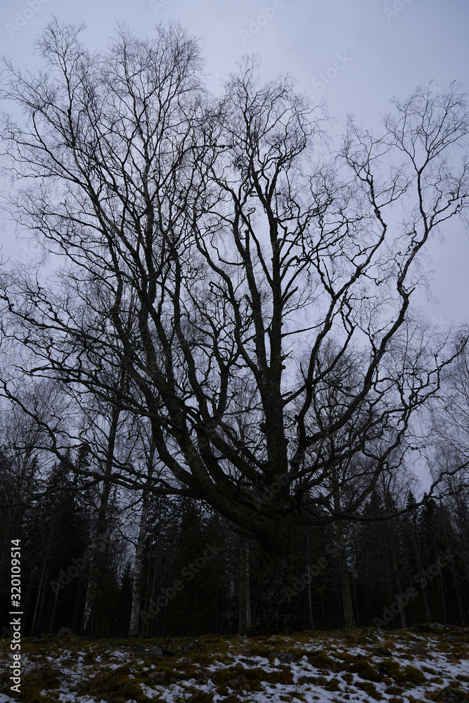 Fototapeta premium Hestehagen