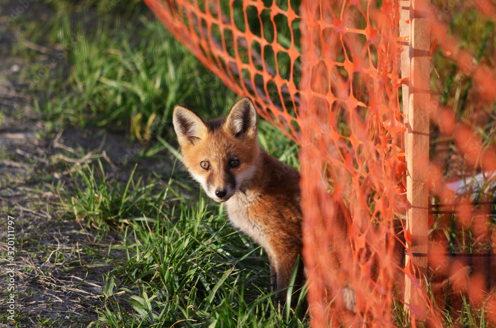 Obraz premium Curious Red Fox Kit Looking Past a Fence