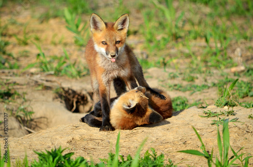 Red Fox Kits Playing (Tongue Out) © Daniel