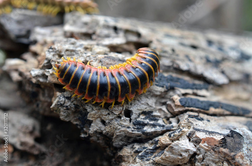 Fényképezés Yellow and Black Flat Millipede Molt on a Log