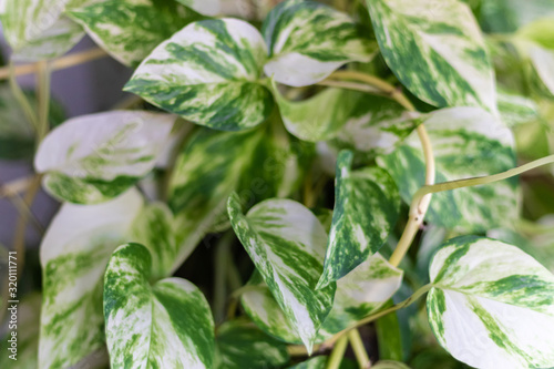 Close up of a potho green and white leaves