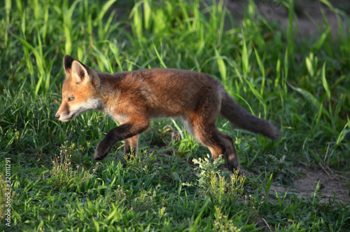 Red Fox Kit in the Grass © Daniel