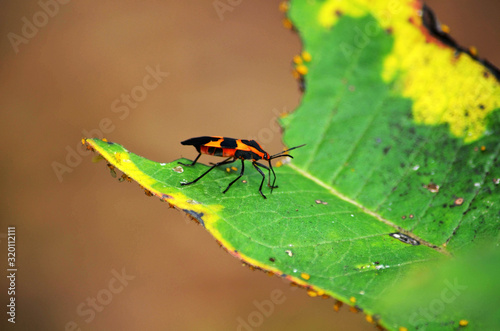 Adult Milkweed Bug on a Leaf © Daniel