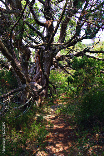 фотографія Old juniper by the trail in the relict forest