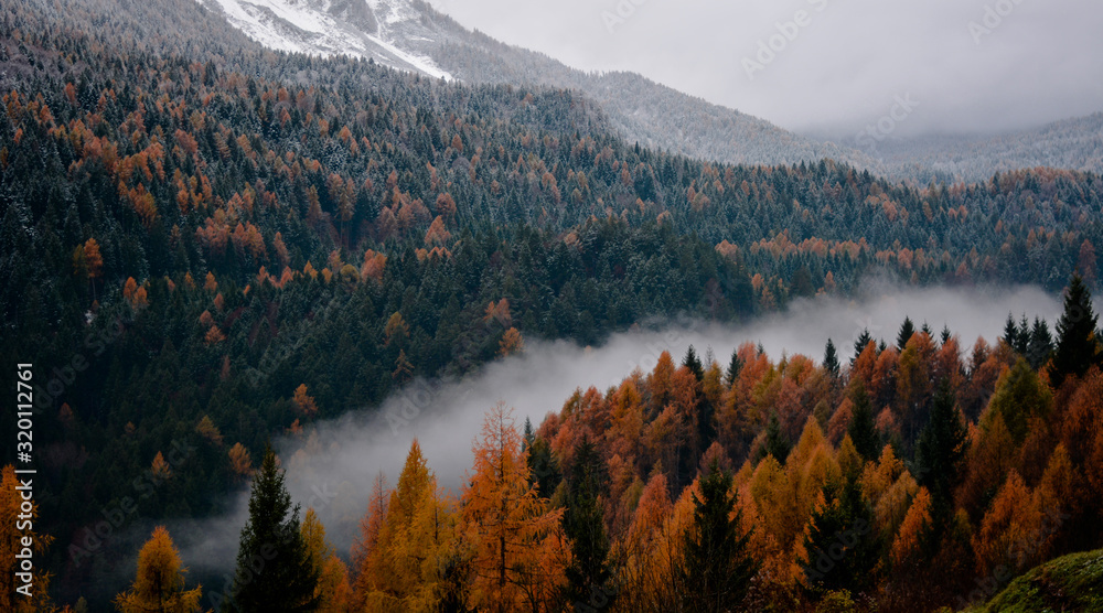 Fototapeta premium the fog divides autumn from winter