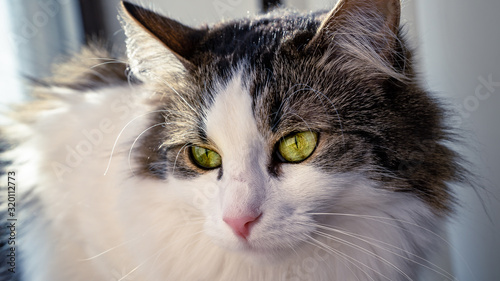 cat glaze