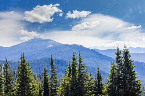 Mountain landscape with fir trees on blue mountains background and picturesque sky_