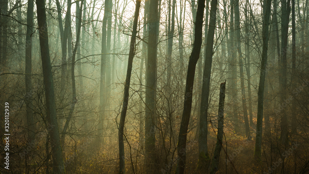 Fototapeta premium Dark and foggy autumn forest, morning view
