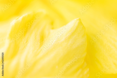 Yellow flower petals. Macro photo. The concept of flowering  spring  summer. Image is suitable for cards  banners. Abstract flower photo.