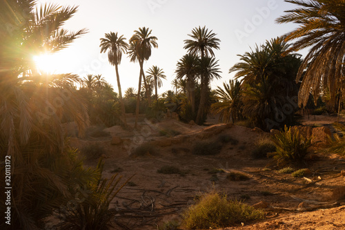Palm trees in the oasis of Tighmert